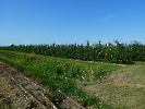 Apfel 10