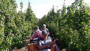Apfel 2