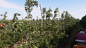 Apfel 5
